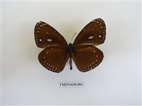 藏品(圓翅紫斑蝶)的圖片